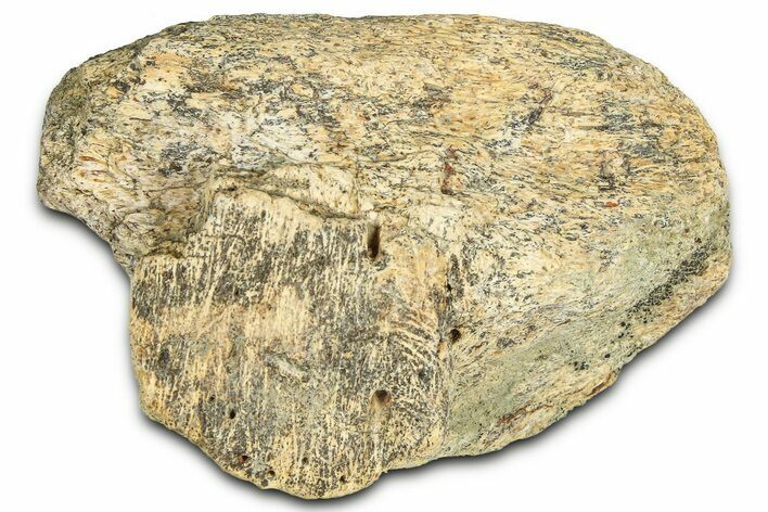 Dinosaur (Triceratops) Frill Shield Section - Montana #366620